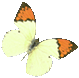 starspark2.gif (2087 bytes)